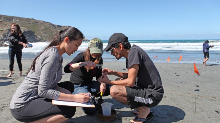 Students from the USC Dornsife College of Letters, Arts and Sciences kneeling on a beach conduct marine research through the USC Wrigley Institute for Environmental Studies located on Catalina Island.