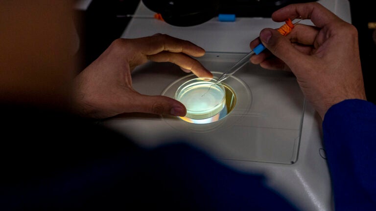Closeup view of work being done in a Petri dish at the Ryo Sanabria Lab at the USC Leonard Davis School of Gerontology, which studies the intersection between stress and aging using genetics, molecular and cell biology tools.