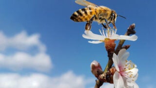 Bee pollinating a flower