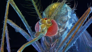 Close up of the face of a mosquito