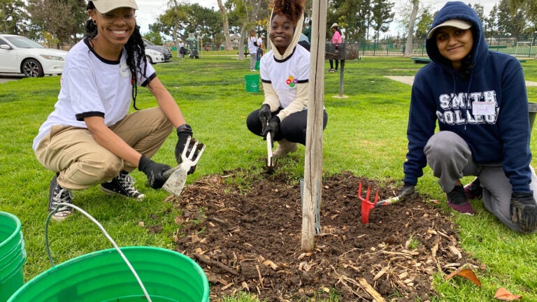 Students plant a tree