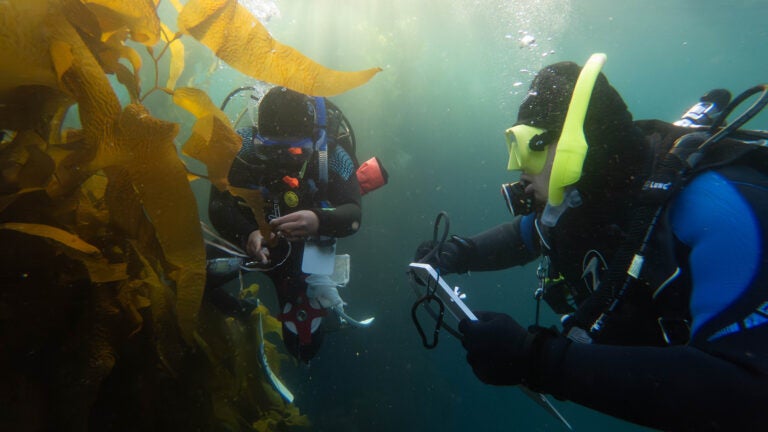 Two students scuba diving study underwater kelp