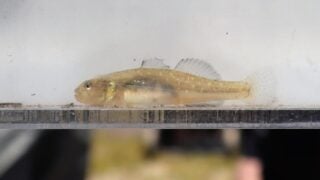Tidewater goby