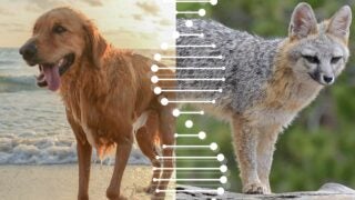 Domestic dog and gray fox